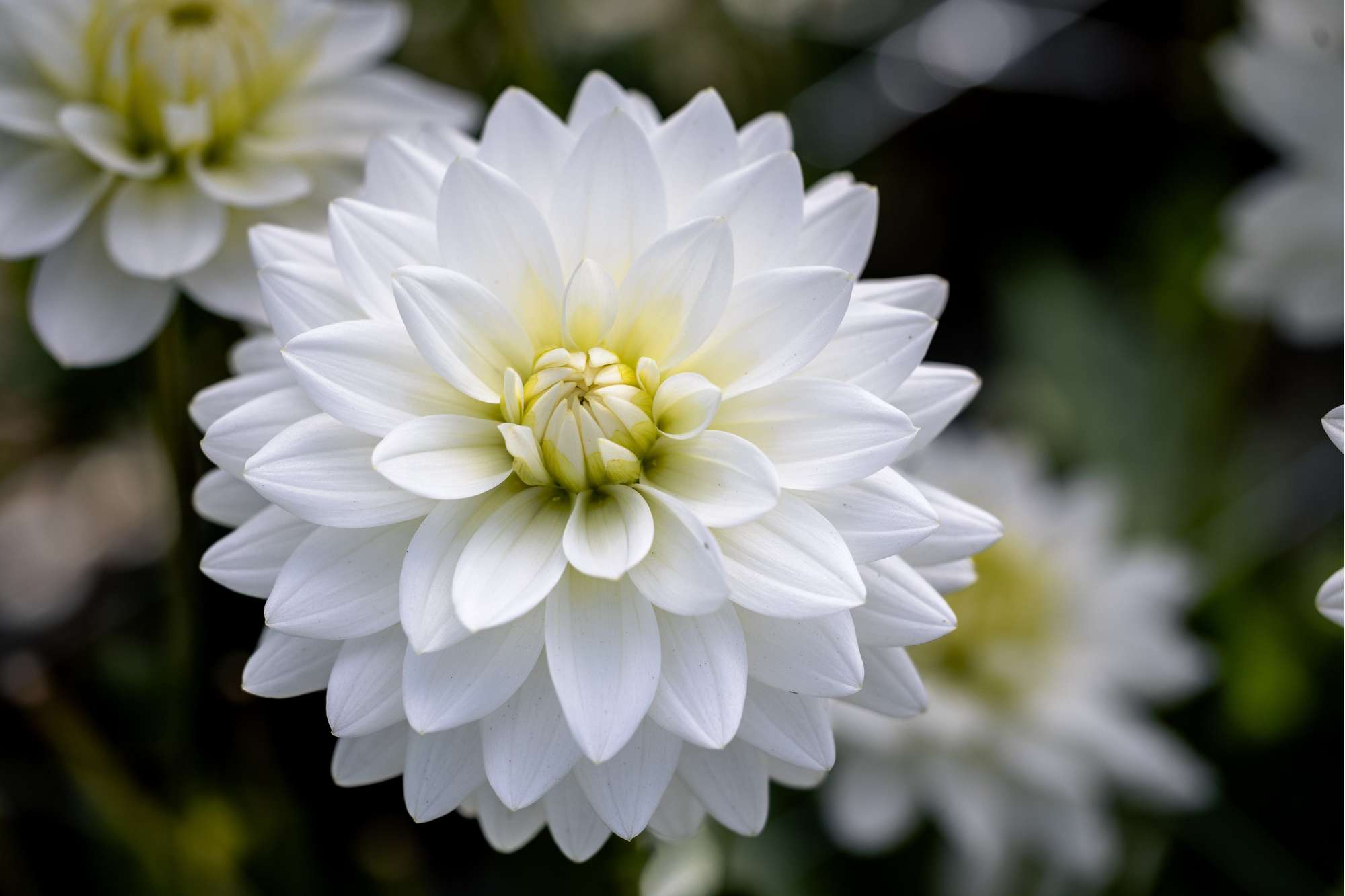 Dahlia 'Karma Maarten Zwaan'